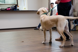 おやつが落ちいても、飼い主に注意を向ける練習です。