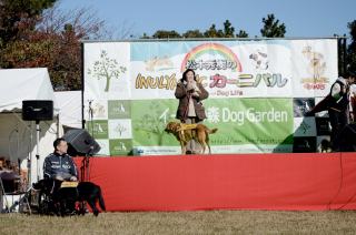 各種イベントでの補助犬デモンストレーション。